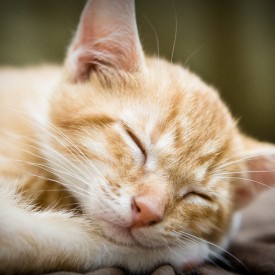 Sleeping